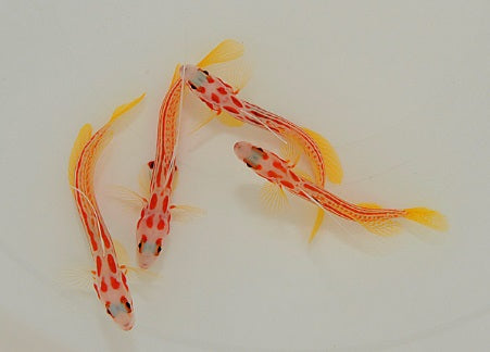 Yasha-Shrimp Goby (Stonogobiops yasha)