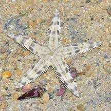 Sand Sifting Starfish (Archaster typicus)