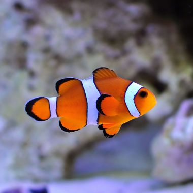 Clownfish (Amphiprion ocellaris) (M-koko)