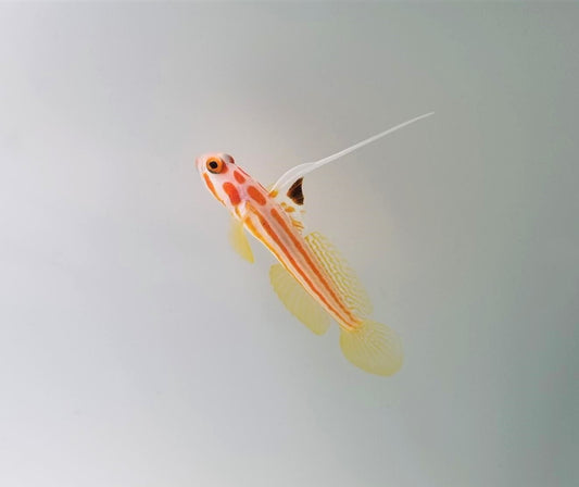 Yasha-Shrimp Goby (Stonogobiops yasha)