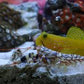 Yellow Prawn Goby + Alpheus bellulus