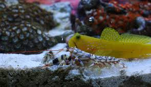 Yellow Prawn Goby + Alpheus bellulus