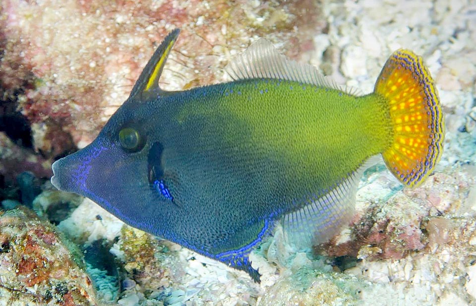 Blackbar Filefish (Pervagor janthinosoma)