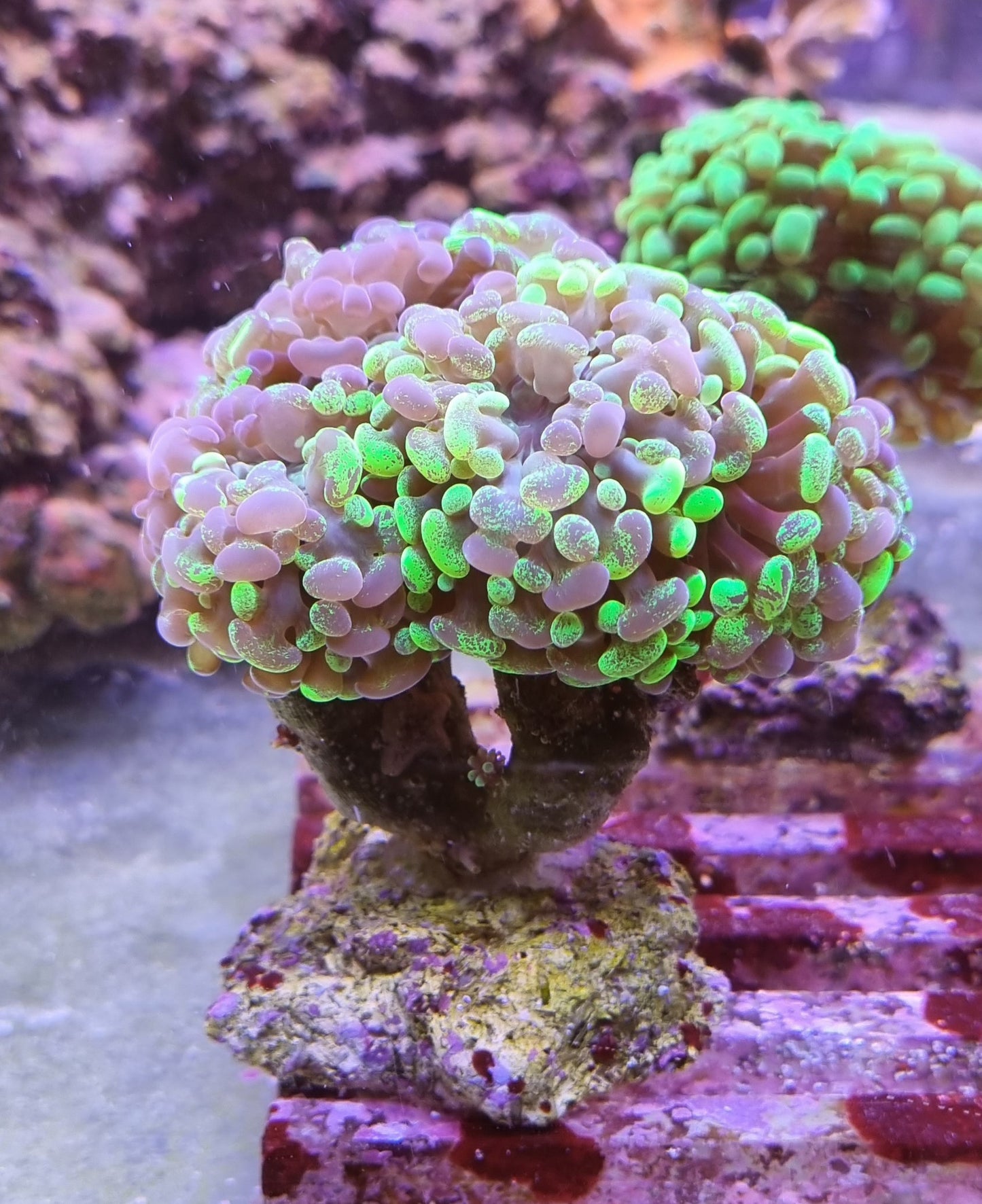 Euphyllia paraancora two tone acrabadabra