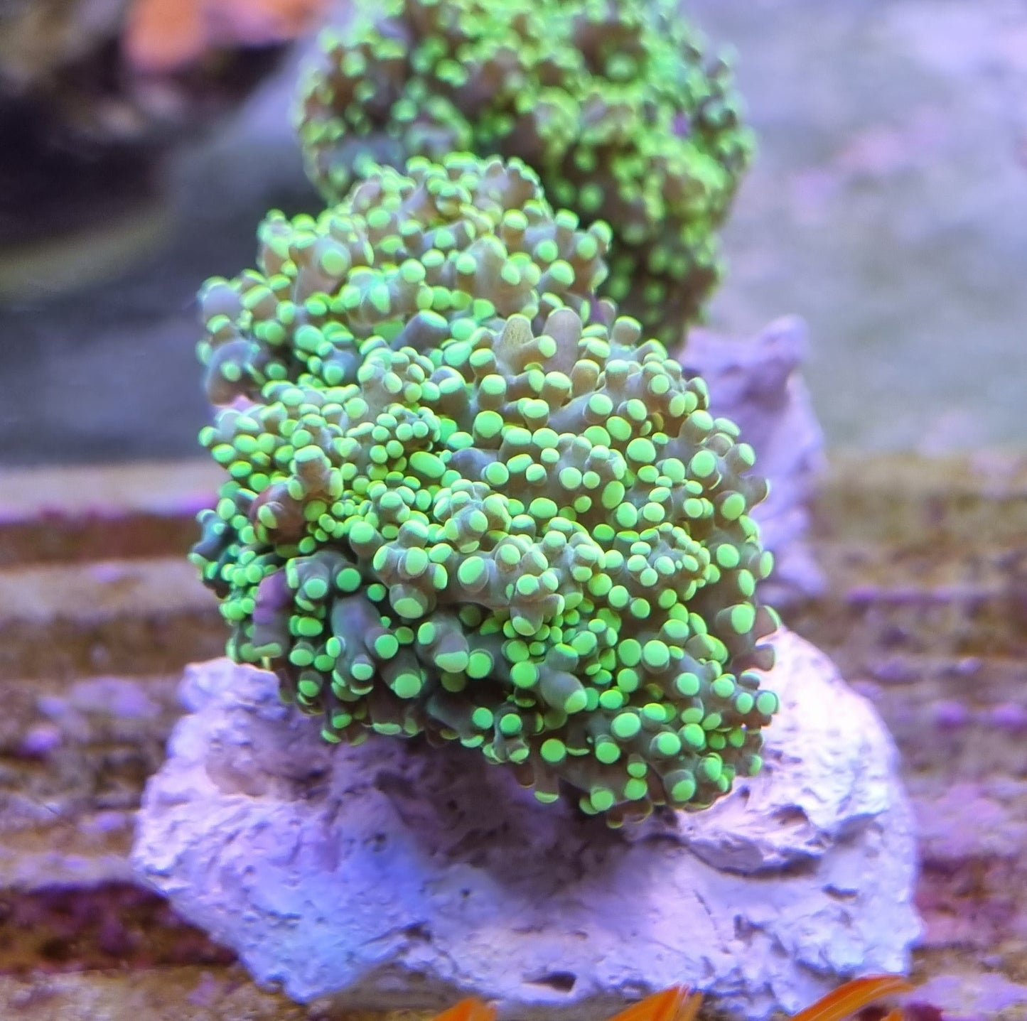 Euphyllia Yaeyamaensis green premium