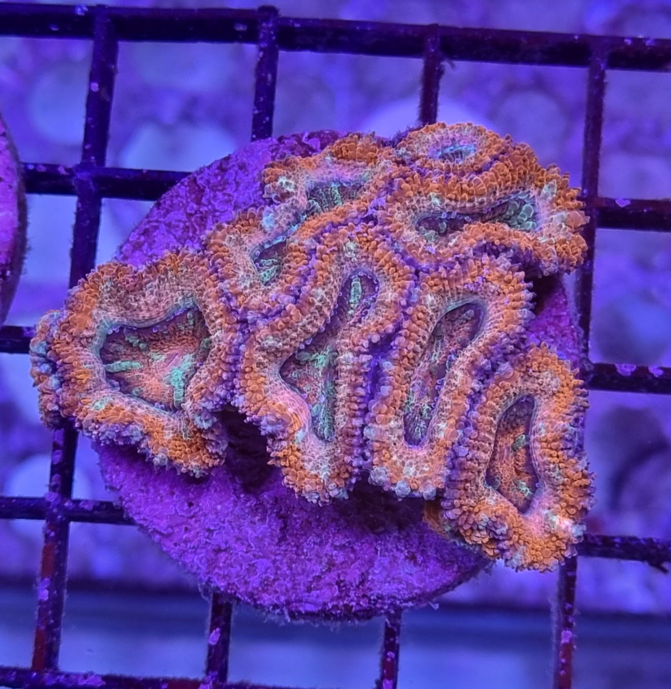 Micromussa lordhowensis (Acan) - Premium