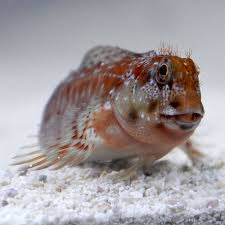 Molly Miller Blenny (Scartella cristata)