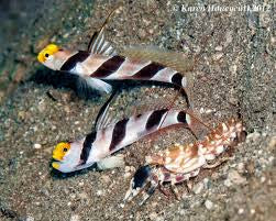 Stonogobiops nematodes + Alpheus bellulus