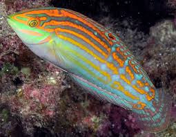 Adorned Wrasse (Halichoeres cosmetus)