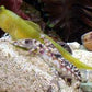 Yellow Prawn Goby + Alpheus bellulus