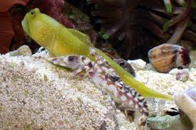 Yellow Prawn Goby + Alpheus bellulus