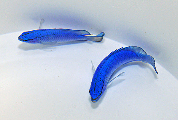 Blue damselfish (Chrysiptera cyanea)