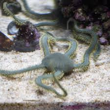 Green Brittle Star (Ophiocoma spp.) XL