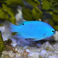 Blue damselfish (Chrysiptera cyanea)