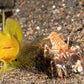 Yellow Prawn Goby + Alpheus bellulus