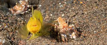 Yellow Prawn Goby + Alpheus bellulus