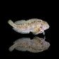 Molly Miller Blenny (Scartella cristata)