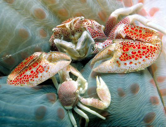 Anemone crab pair (Neopetrolisthes ohshimai) 2kpl