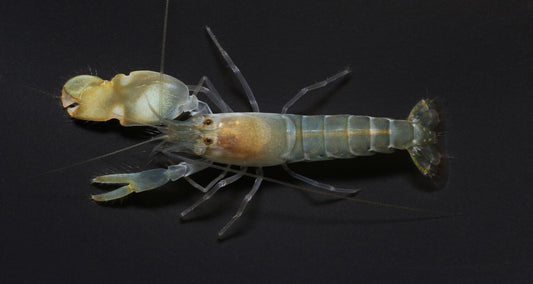 Pistolshrimp (Alpheus sp.)