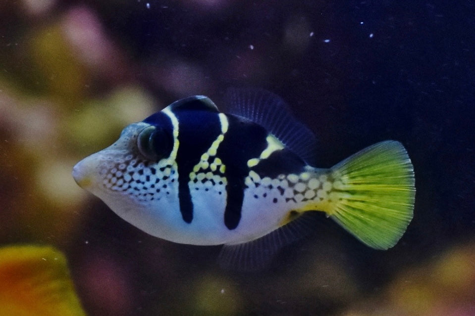 Mimic filefish/False puffer (Paraluteres prionurus)