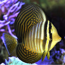 Sailfin Tang (Zebrasoma desjardinii)