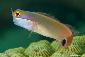 Tailspot blenny (Ecsenius stigmatura)