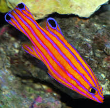 Candy Basslet (Liopropoma carmabi)
