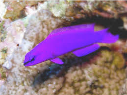 Pseudochromis fridmani