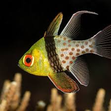 Pajamacardinal fish (Sphaermia nematoptera)