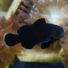 Midnight Clownfish (Amphiprion ocellaris)