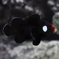 Domino Clownfish (Amphiprion ocellaris)