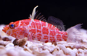 Geometric Perchlet (Plectranthias inermis)