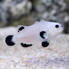 Snow Storm Clownfish (Amphiprion ocellaris)