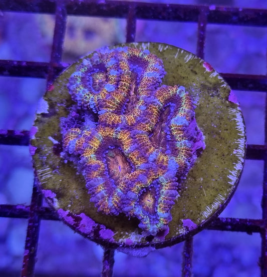 Micromussa lordhowensis (Acan) - Premium Rainbow