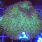 Hydnopora Fuzzy Turquoise
