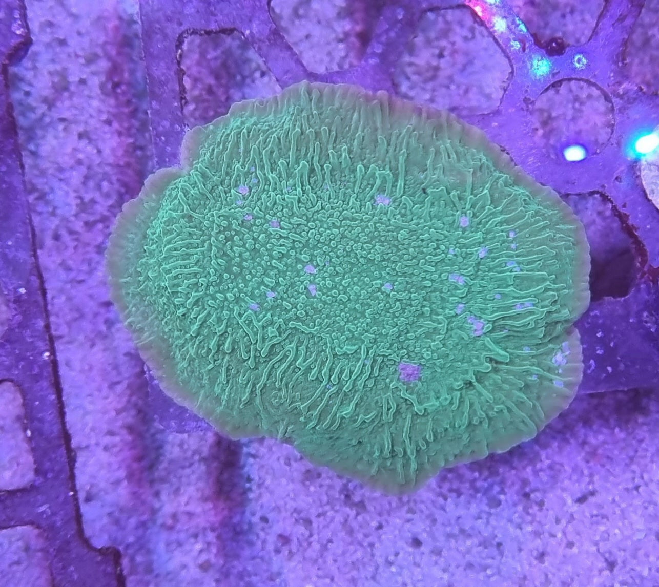 Montipora encrusting green