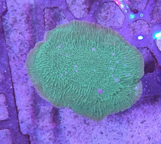 Montipora encrusting green