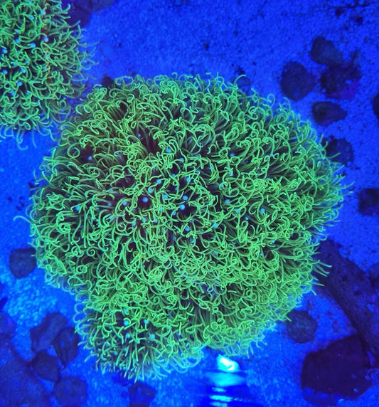 Green star polyp