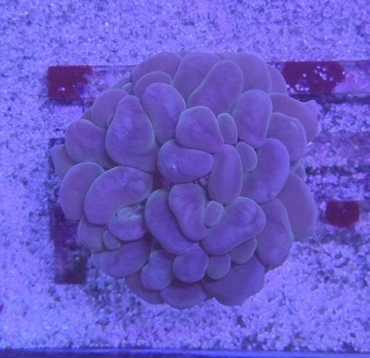 Bubble coral (Plerogyra sinuosa) L