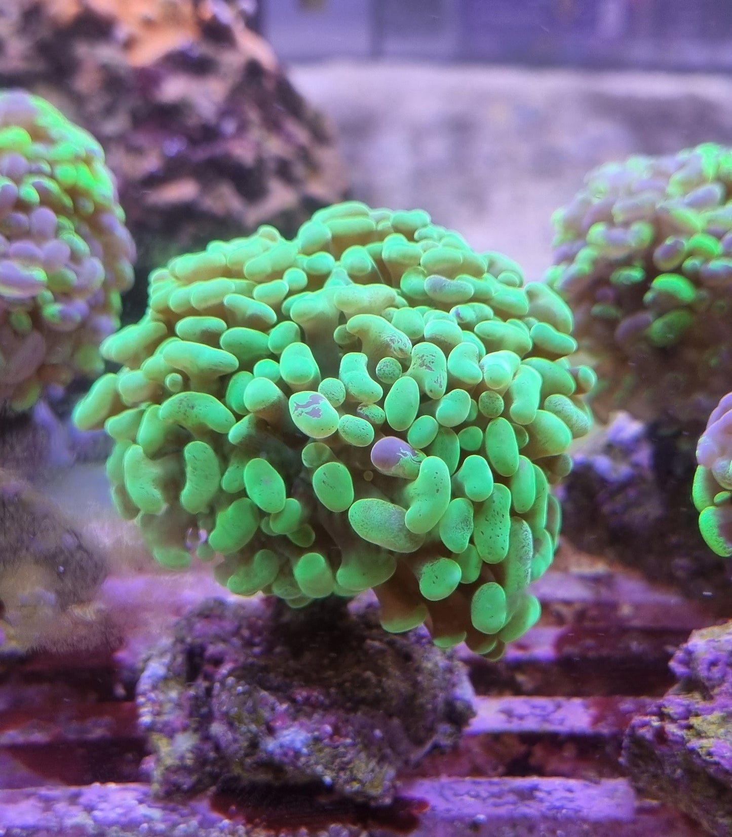 Euphyllia paraancora green premium