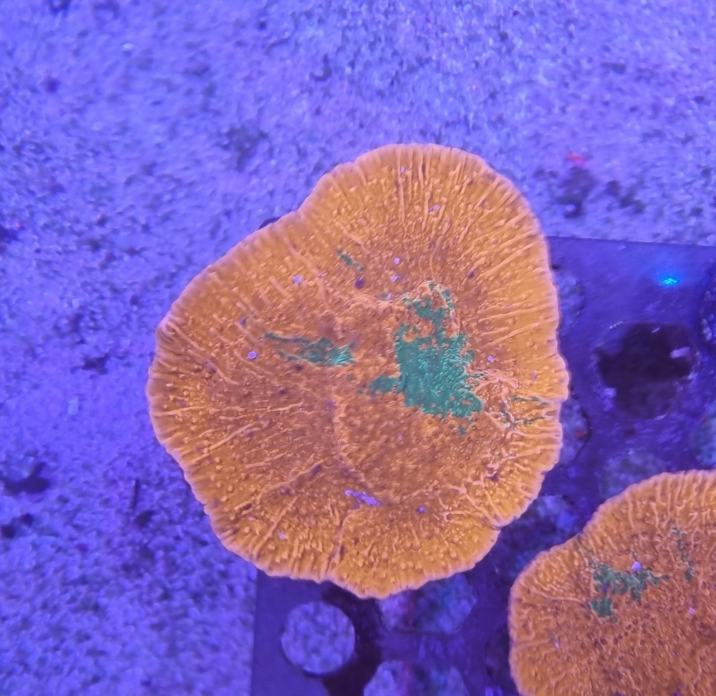 Grafted Montipora foliosa