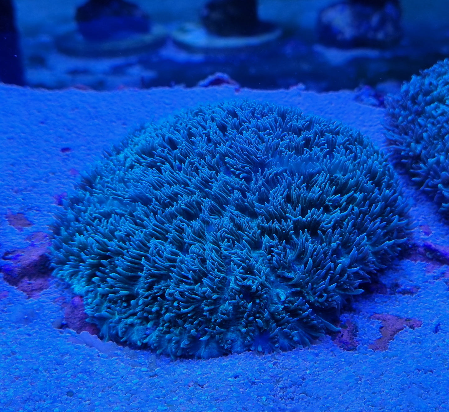 Hydnopora Fuzzy Turquoise