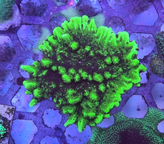 Montipora confusa