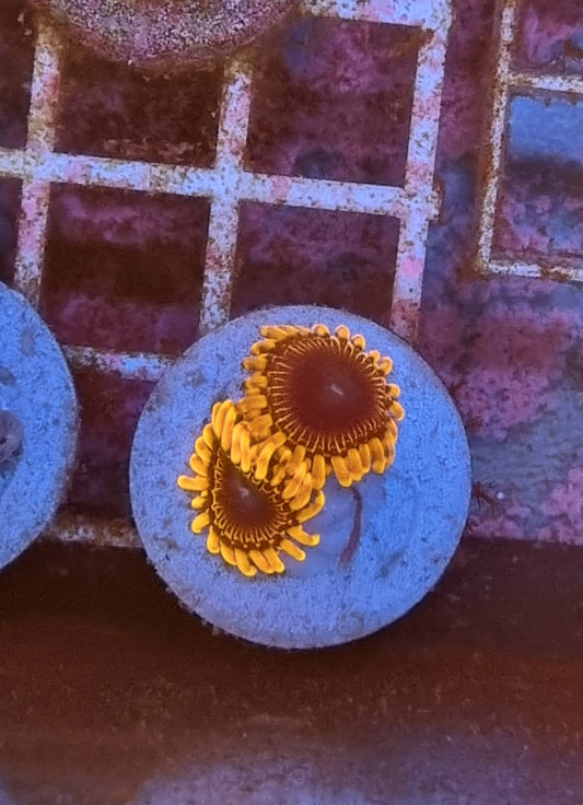 Zoanthus Orange Explosion (Ultra)