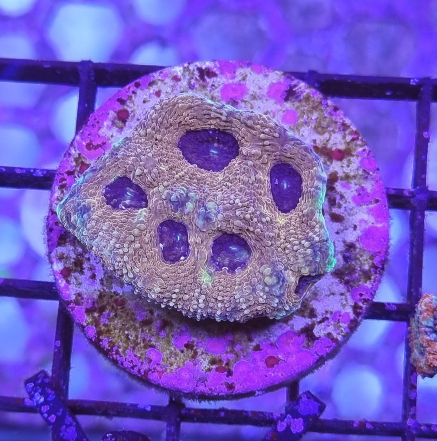 Acanthastrea echinata -premium