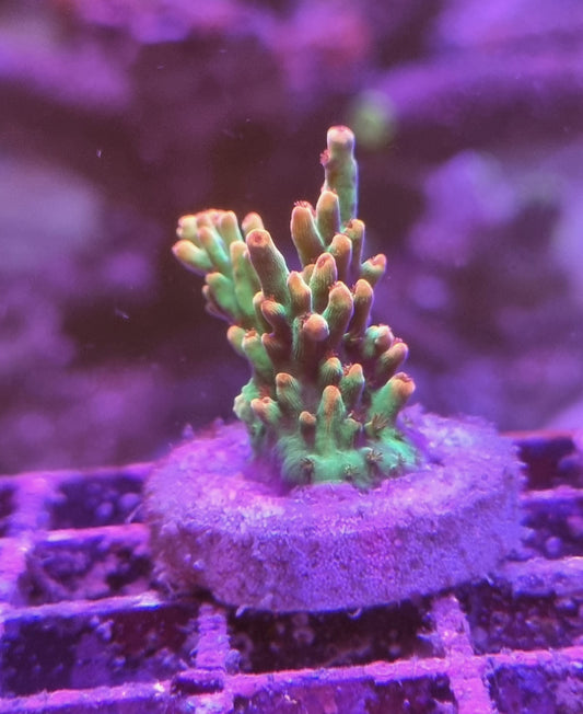 Acropora Strawberry Shortcake