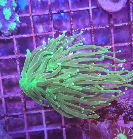 Euphyllia glabrescenses Rossi Green Premium S