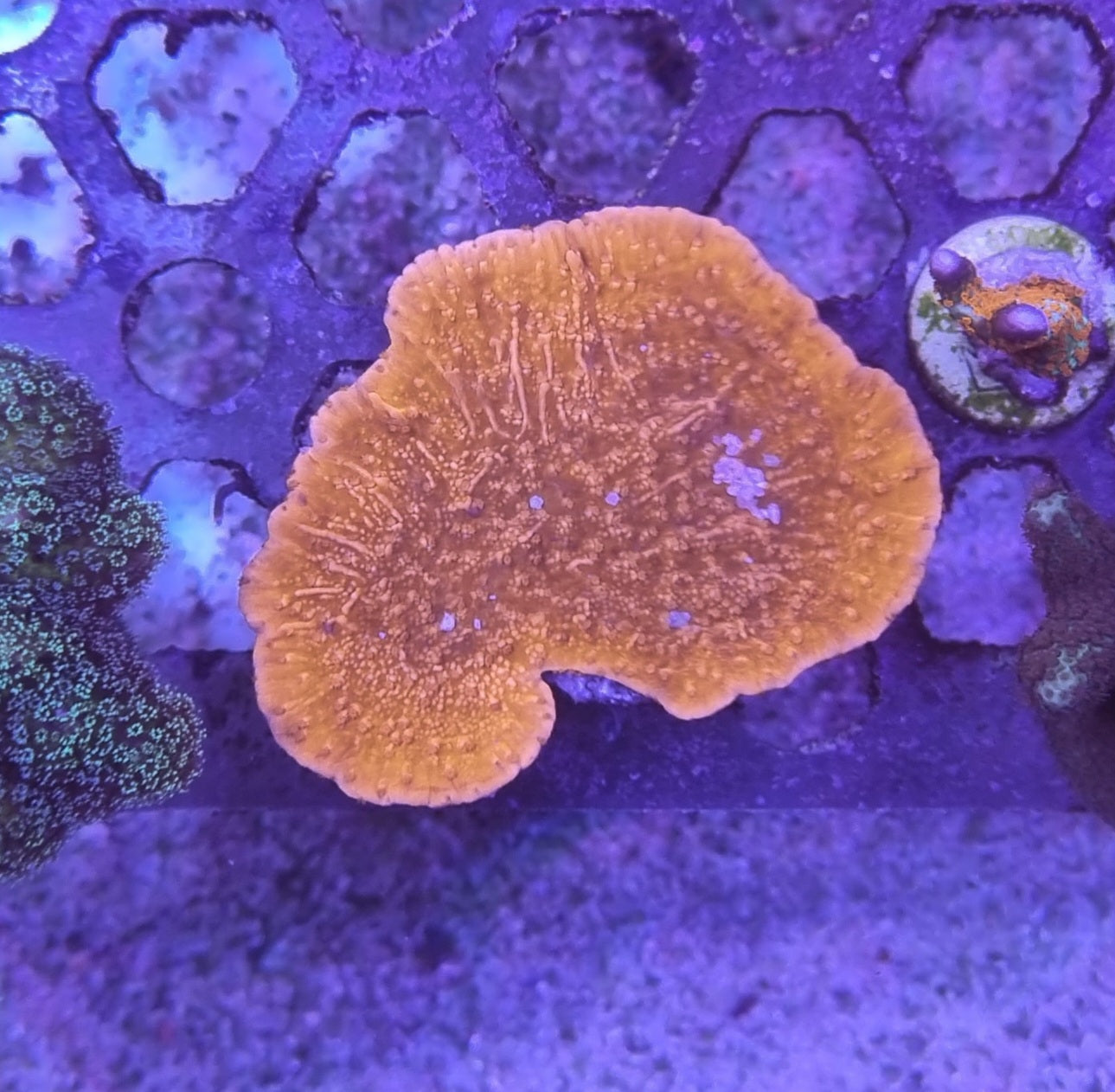 Montipora foliosa red