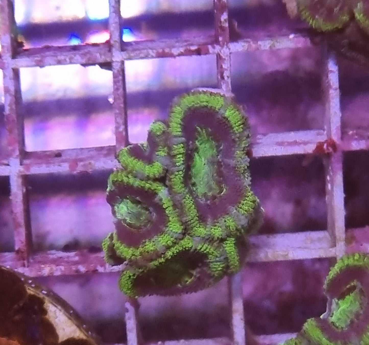 Micromussa lordhowensis (Acan) - Green