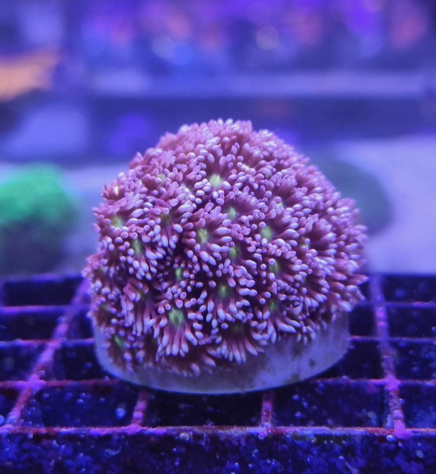 Goniopora Pink White Tips